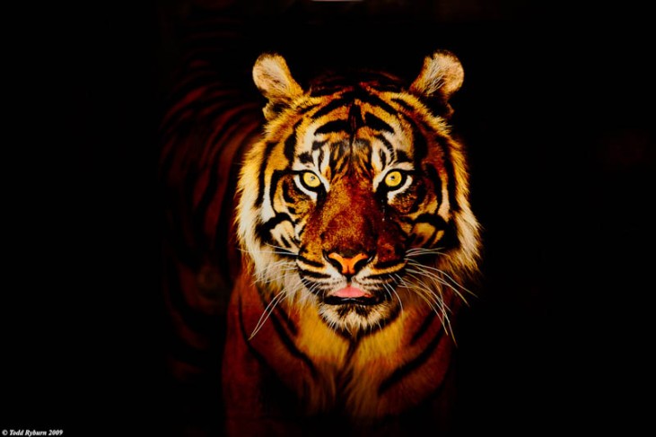 tiger-poster